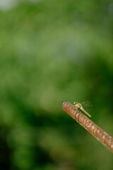 Beautiful yellow aggressive dragonfly rests and chilling on metal stick in garden . Blurred green background with a copyspace. Nature habitat. Beautiful vintage nature scene with dragonfly outdoors