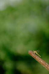 Beautiful yellow aggressive dragonfly rests and chilling on metal stick in garden . Blurred green background with a copyspace. Nature habitat. Beautiful vintage nature scene with dragonfly outdoors