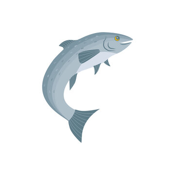Salmon design illustration, vector.Salmon isolated on white background