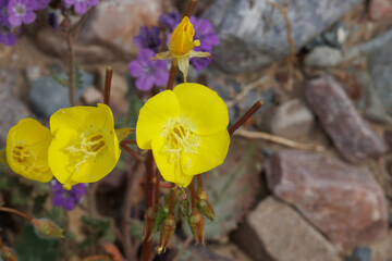 Yellow flowering indeterminate raceme inflorescence of Chylismia Brevipes, Onagraceae, native annual herb in Death Valley, Northern Mojave Desert, Springtime.