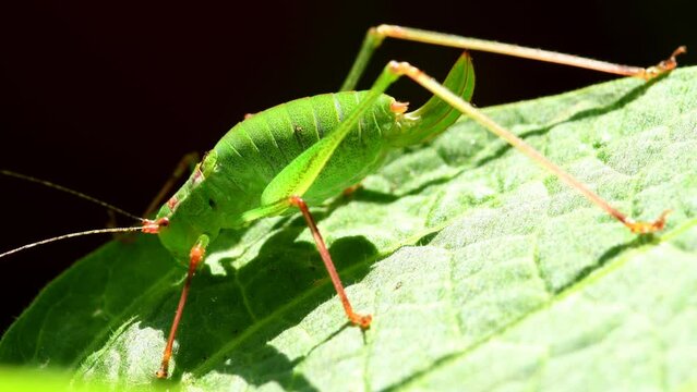 oak bush-cricket on a leaf of an angels trompet