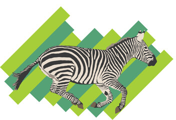 Fototapeta na wymiar zebra with green leaf