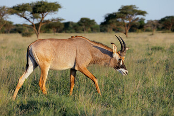 A rare roan antelope (Hippotragus equinus) in natural habitat, Mokala National Park, South Africa.