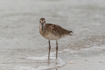 Lonely sandpiper bird wandering on the seashore