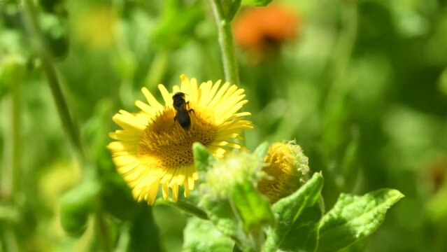 the common fleabane medicinal plant with flower and insect in summer in a monastery herb garden in Germany
