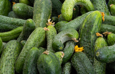 background of fresh cucumbers close-up