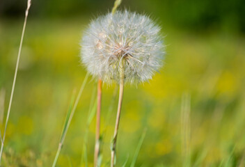 dandelion growing in the meadow in summer