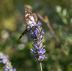 Close view of a painted lady butterfly flapping wings on a lavender.