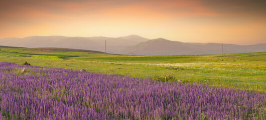 Natural field flowers at sunset. Hills and fields in summer day