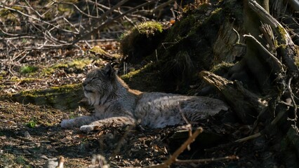 Eurasian lynx (Lynx lynx) hiding in the forest in Bad Harzburg, Germany © Marvin Hintzki/Wirestock Creators