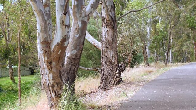 Cracked and weathered gumtree trunks in the forest along the road