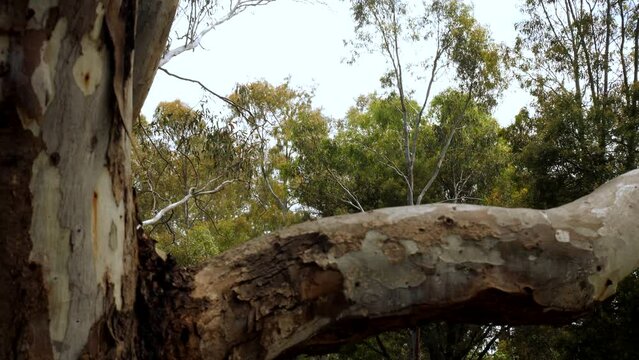 Closeup of cracked and weathered gumtree bark in the forest
