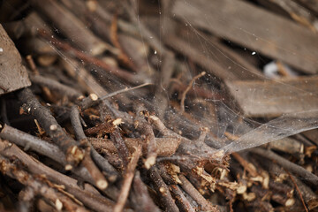Chopped dry firewood outside, in a barn.