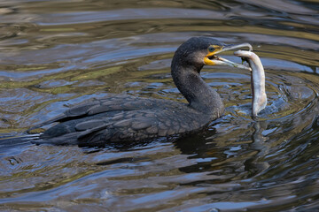 Kormoran der seinen Fisch essen will beim schwimmen im See.