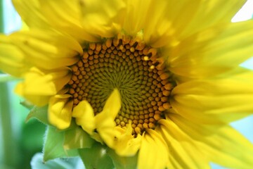Obraz premium sunflower close up