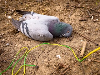 Close-up shot of a dead pigeon on the ground