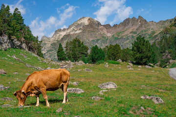 Fototapeta na wymiar Cow grazing in a spectacular and wonderful landscape of the Aragonese Pyrenees.