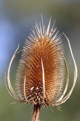 Closeup shot of a wild teasel plant