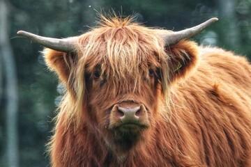 Closeup shot of a highland cattle on a blurred bokeh background