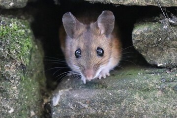 Closeup shot of a yellow-necked mouse in between old bricks
