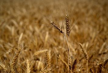 A couple of dry, ripe spikelets of wheat rise in the middle of a summer field. Harvest time in Ukraine. Ripe grain. Wheat spikelets close-up.