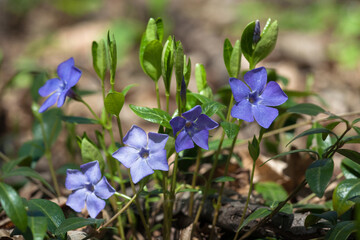 Vinca minor lesser periwinkle ornamental flowers in bloom, common periwinkle flowering plant,...