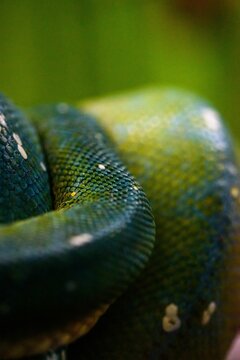 Closeup of green tree python (Morelia viridis)