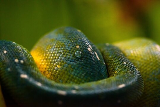 Closeup of green tree python (Morelia viridis)