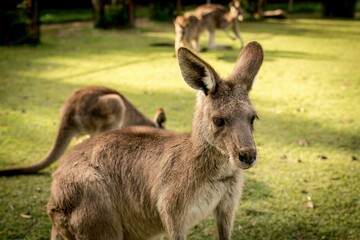 Closeup shot of a cute brown kangaroo in a park in sunny weather