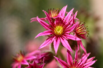 Obraz premium Rojnik pajęczynowaty Sempervivum arachnoideum