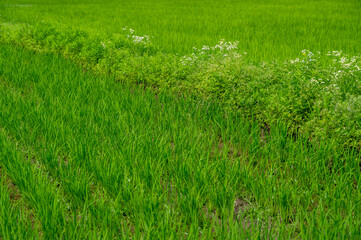 夏の水田