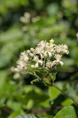 Blossoms of old mans's beard (Clematis vitalba).