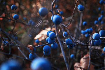 Wild forest berries. The blackthorn bush with blue berries close-up - Powered by Adobe