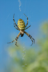 Female wasp spider (Agriope bruennichi). Blue sky in background.