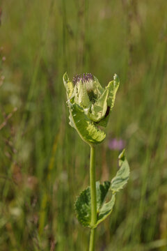 Blossom of cabbage thistle (Cirsium oleraceum).