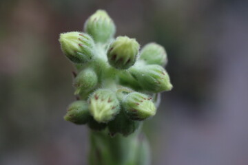 Rojnik ruski Sempervivum ruthenicum