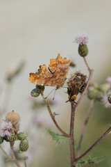 Ventral view of the comma butterfly (Polygonia c-album).