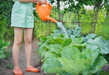 Der Gärtner gießt die im Garten wachsenden Kohlköpfe. Gartenpflege Lebensstil als Hobby. Ein Mädchen in einem Garten hält eine Gießkanne.