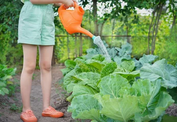  The gardener waters the cabbages growing in the garden. Garden care life style as a hobby. A girl in a garden holds a watering can. © Albert Ziganshin