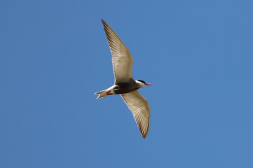 The Common Tern, also known as the Chira de Balta or Sterna Hirundo, is a graceful and elegant bird that is widely distributed across the world