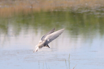 seagull in flight