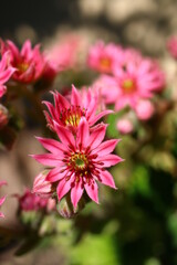 Obraz premium Rojnik pajęczynowaty Kramer's Spinrad Sempervivum arachnoideum