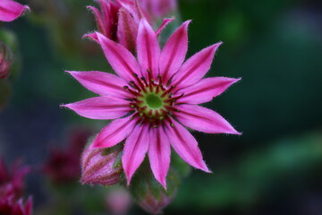 Fototapeta premium Rojnik pajęczynowaty Kramer's Spinrad Sempervivum arachnoideum