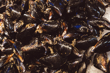 A pile of large black mussels sitting on ice at an outdoor farme'r market or fish market