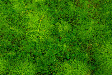 Naklejka na ściany i meble forest floor covered with horsetail grass