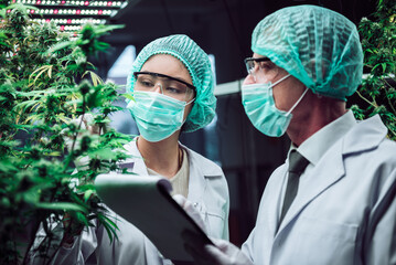 Scientist, Researcher woman wearing lab coat in cannabis laboratory, examining hemp and marijuana...