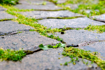 Obraz premium Low green moss grows between the curly concrete paving stones on the footpath.