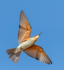 African Blue-cheeked bee-eater, Merops persicus chrysocercus