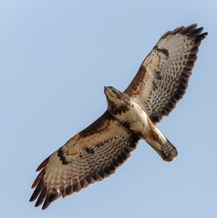 Common Buzzard, Buteo buteo