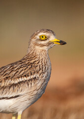 Eurasian Stone-Curlew, Burhinus oedicnemus